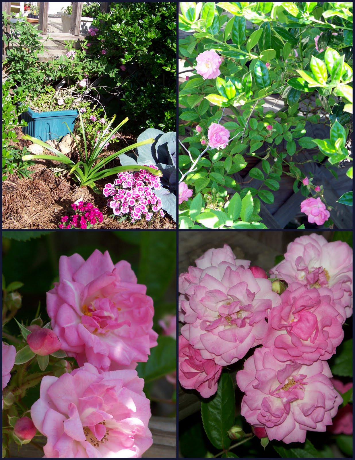 A Mellow Life is A Good Life...1 Peggy Martin