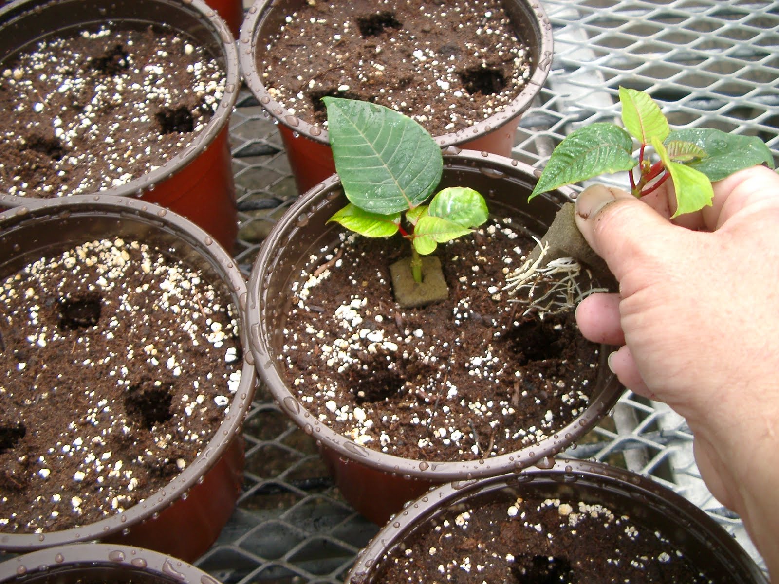 пуансетия размножение черенками. размножение цветов рождественская звезда. катарантус пуансеттия. пуансеттия отцвела. размножение пуансеттии черенками.