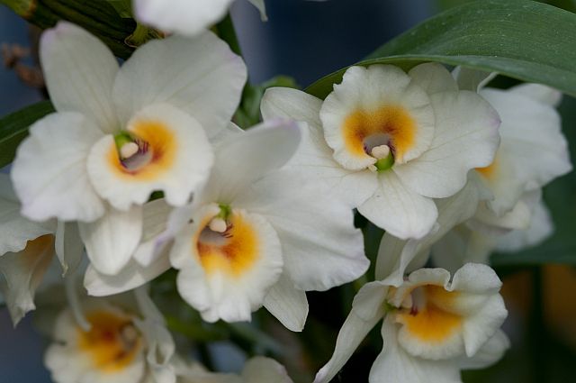 Dendrobium Rabbit Orchid Gallery-蘭: Dendrobium White Rabbit