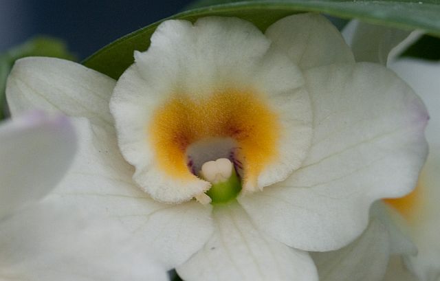 Dendrobium Rabbit Orchid Gallery-蘭: Dendrobium White Rabbit