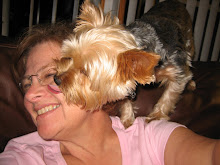 Yorkie kisses