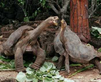 pinta giant tortoise scientific name pinta giant tortoise scientific name