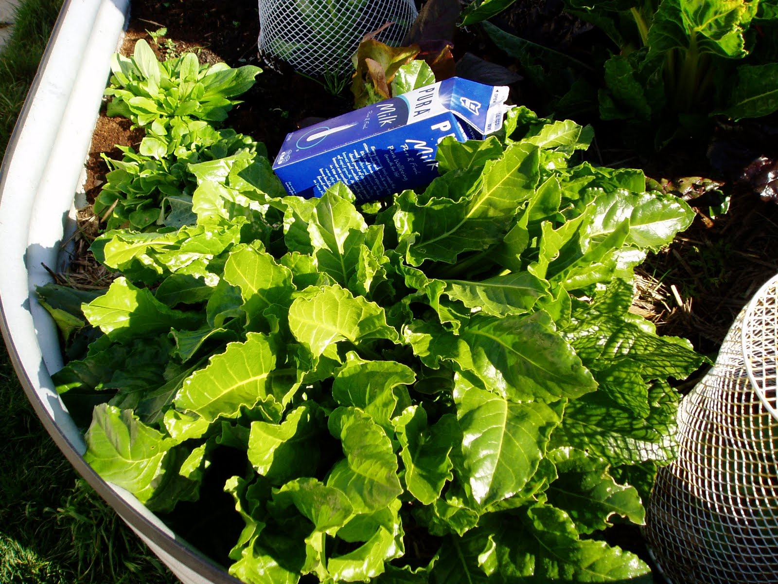 HOBART KITCHEN GARDENS Perpetual Spinach