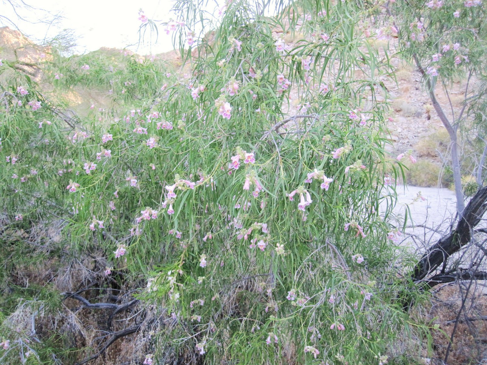 Cannundrums Desert Willow