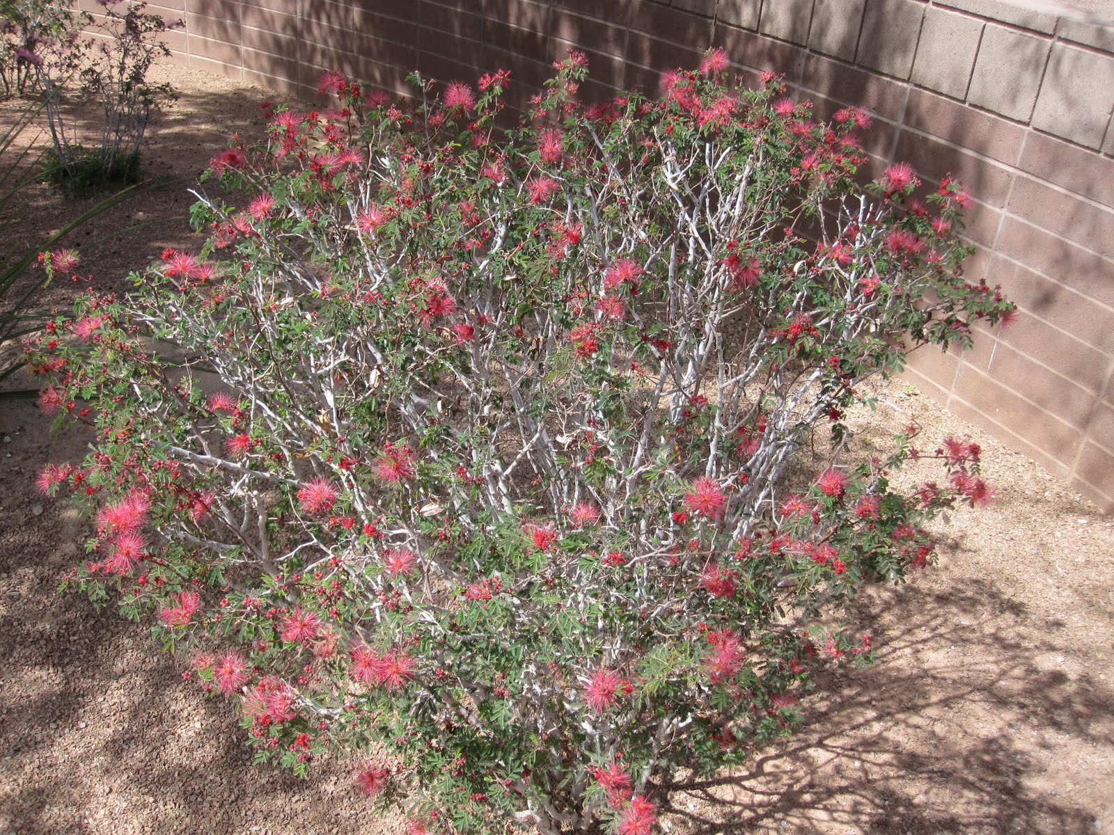 Cannundrums Baja Fairy Duster