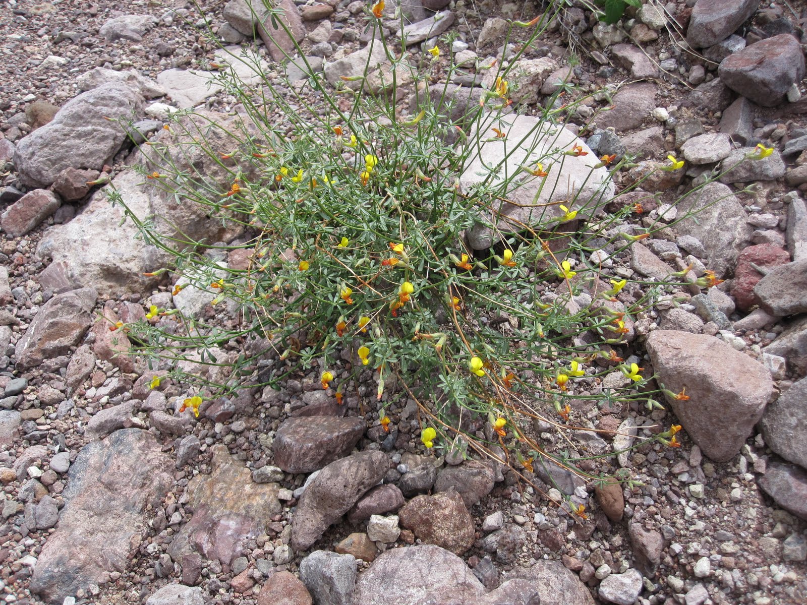 Cannundrums Shrubby Deervetch or Desert Rockpea