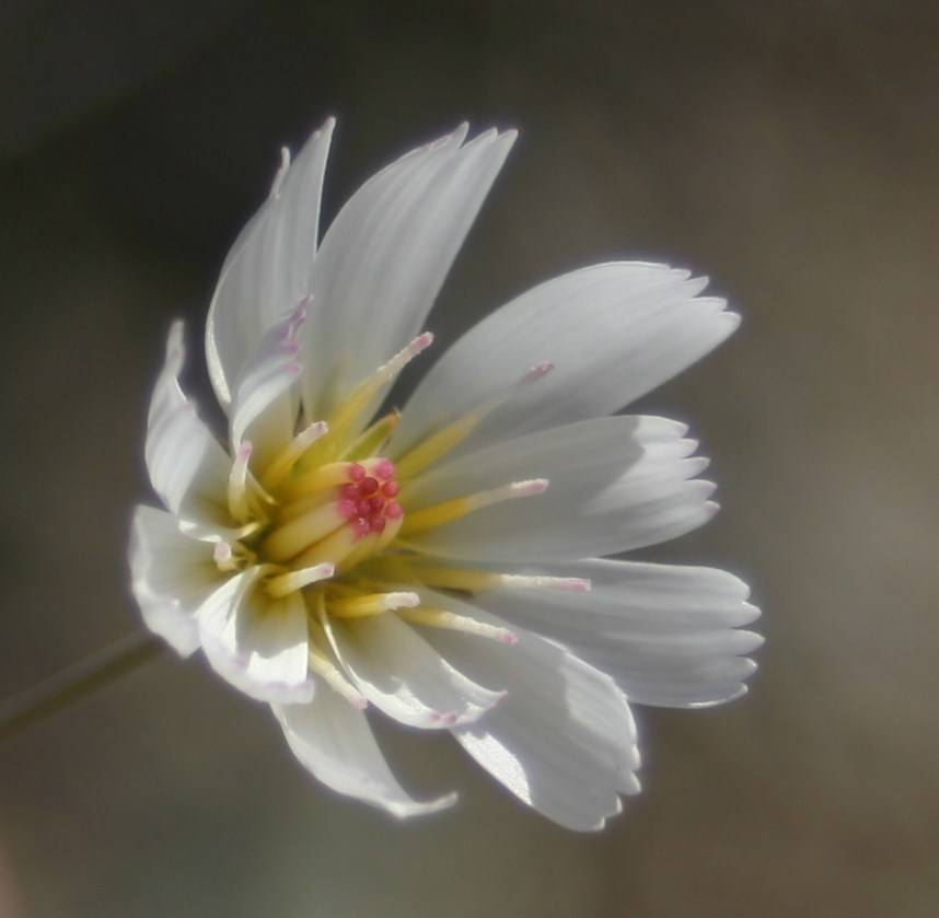 Cannundrums Parachute Plant or Gravel Ghost