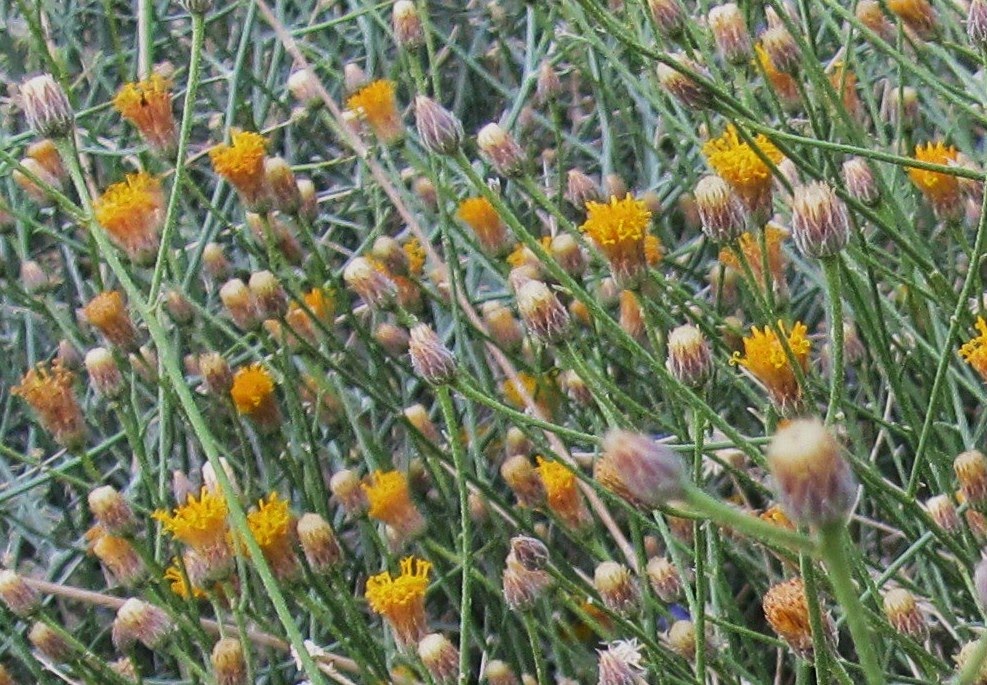 Cannundrums Button Brittlebush or Rayless Encelia