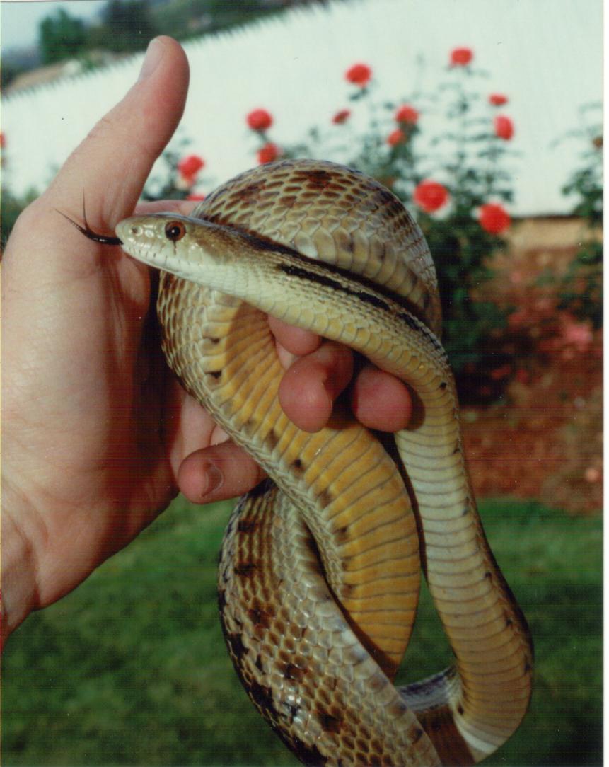 Cannundrums San Diego Gopher Snake
