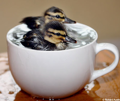 Ducklings+enjoy+teacup+home.jpg