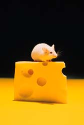 [mouse+&+cheese.jpg]