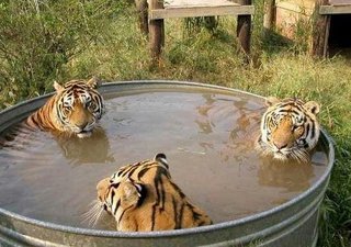 Trio Macan Mandi Bugil di Tempat Umum [Real]