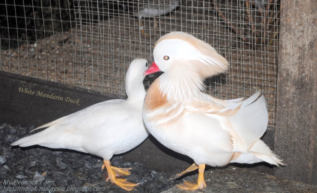My Peacock Farm: White Mandarin Duck