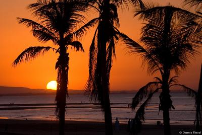 [silhouetted_palm_trees_6884.jpg]