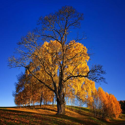 Αρχή του Φθινοπώρου - φωτογραφίες 🀨 Good autumn