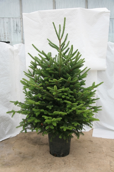 Δέκα Ιδέες για Οικολογικά Χριστούγεννα