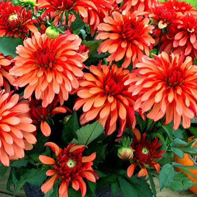 Καλοκαιρινή κηπουρική σε γλάστρες!