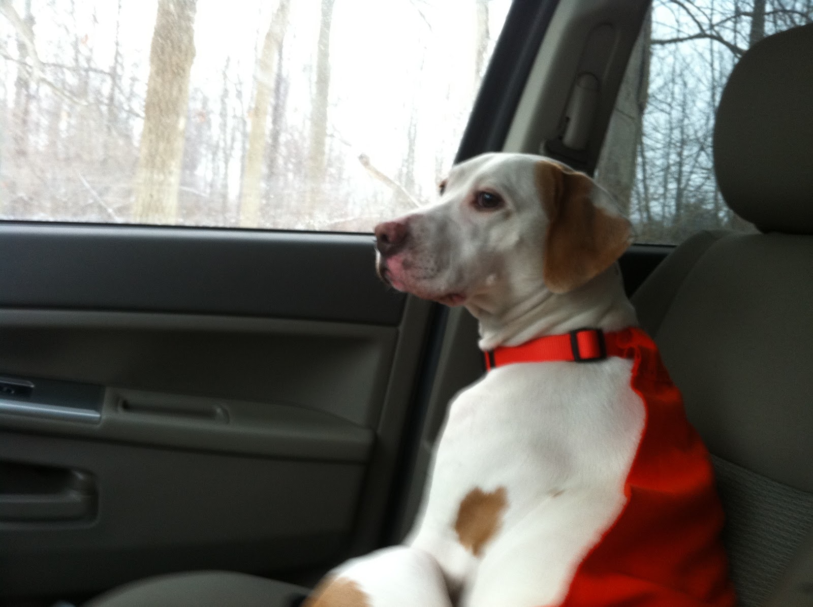 The Dog Blog Getting a lost, fearful dog to come to you