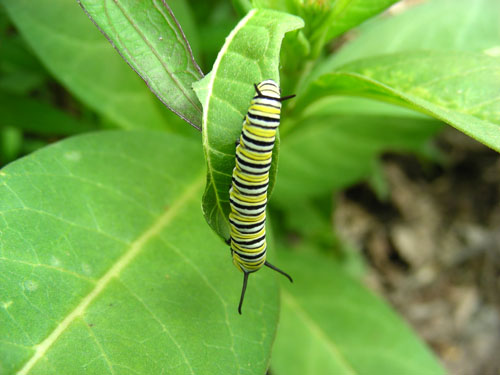 [monarch_caterpillar.jpg]