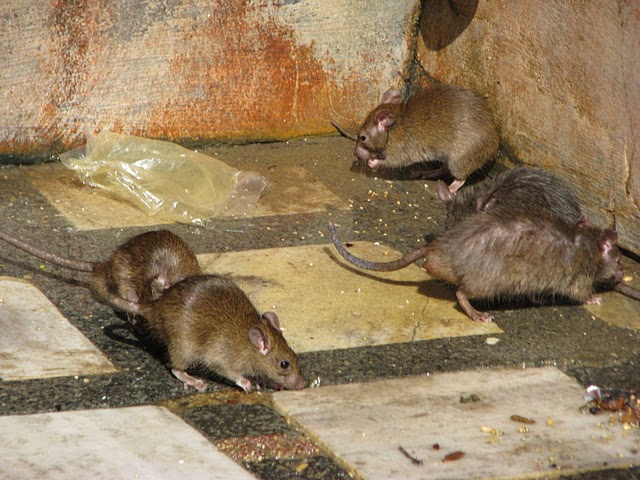 [IMG_5333.JPG]