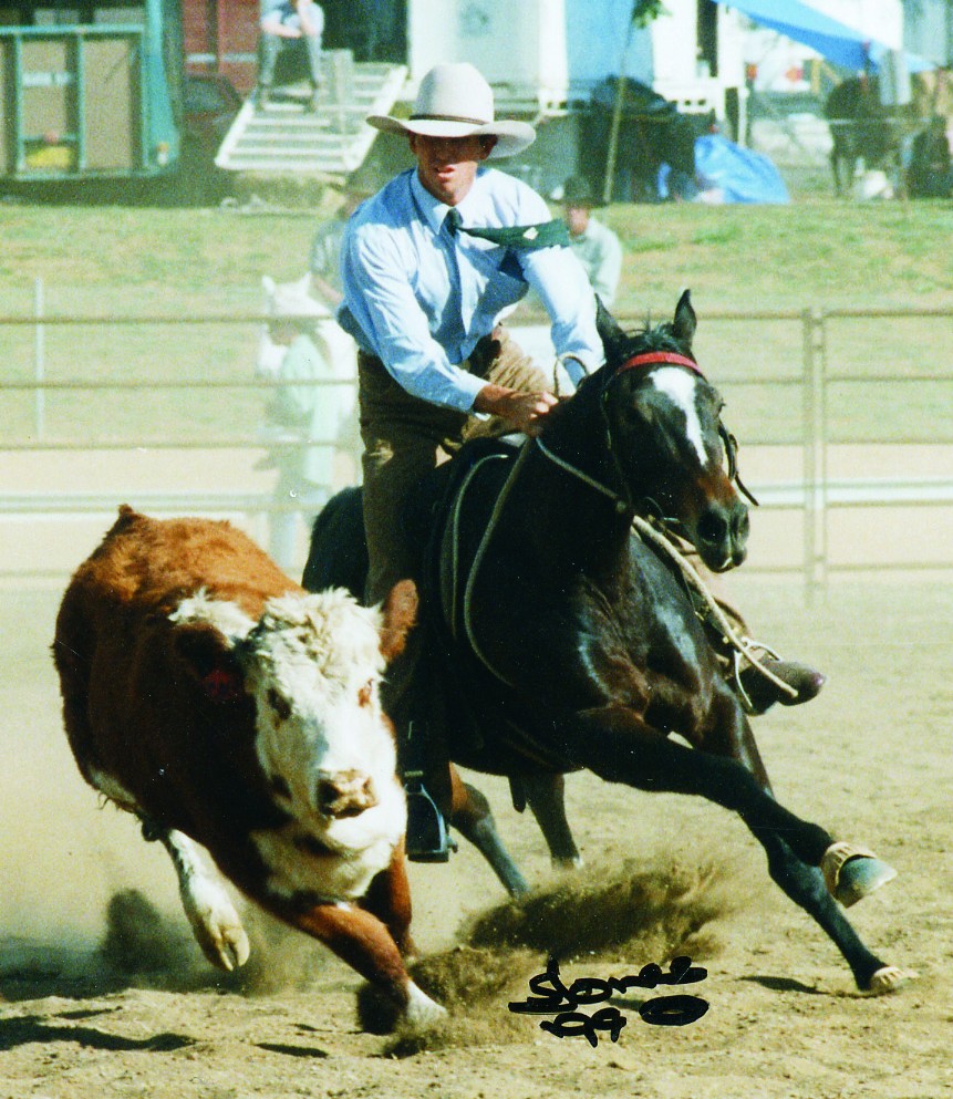 All About Horses information about the Australian Stock horse