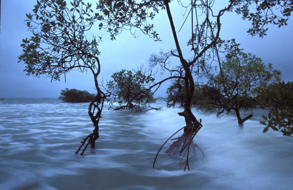 [GB-Mangrove-Poilao.jpg]