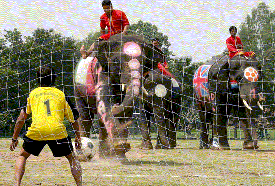 [Futebol_paquiderme.gif]