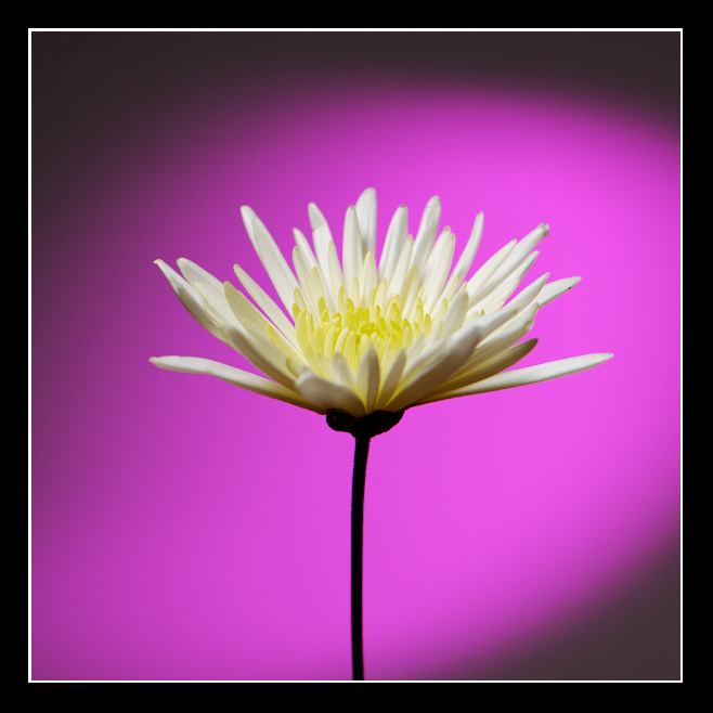 [040+chrysanthemum.jpg]