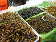un conference promotes insect eating