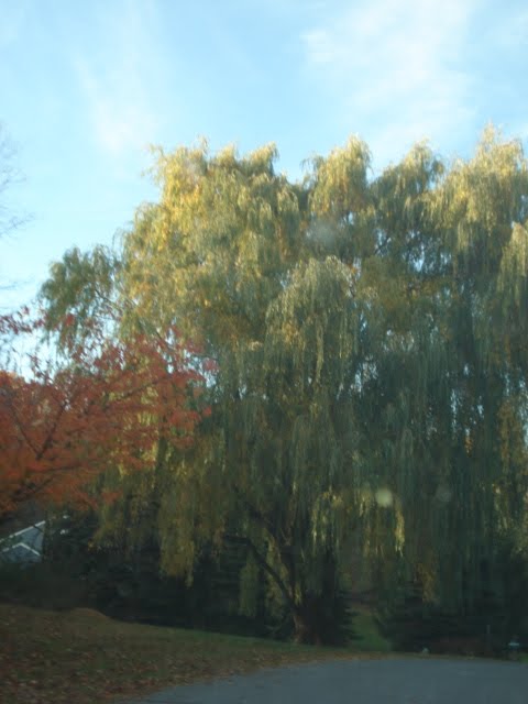 [Mike+Babb+n+Kids+10.25.09+070.jpg]