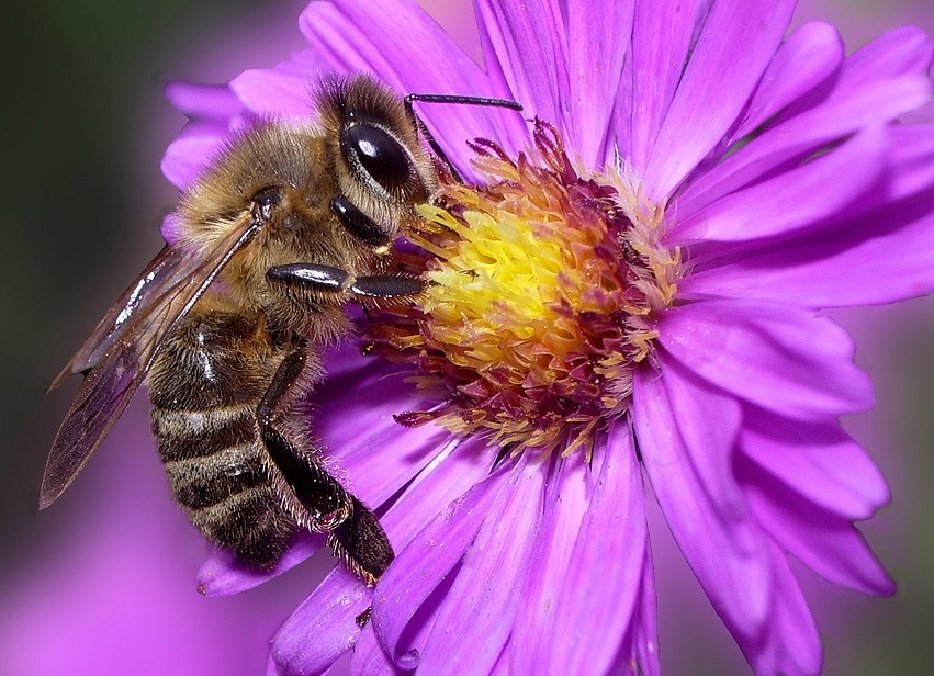 actualit-s-mouscron-comines-les-abeilles-sont-indispensables-la-vie