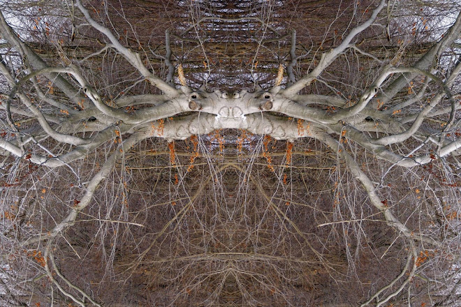Conjoined trunks, reversed, cropped, rotated & resized...I will print it up great as a 12' x 18"