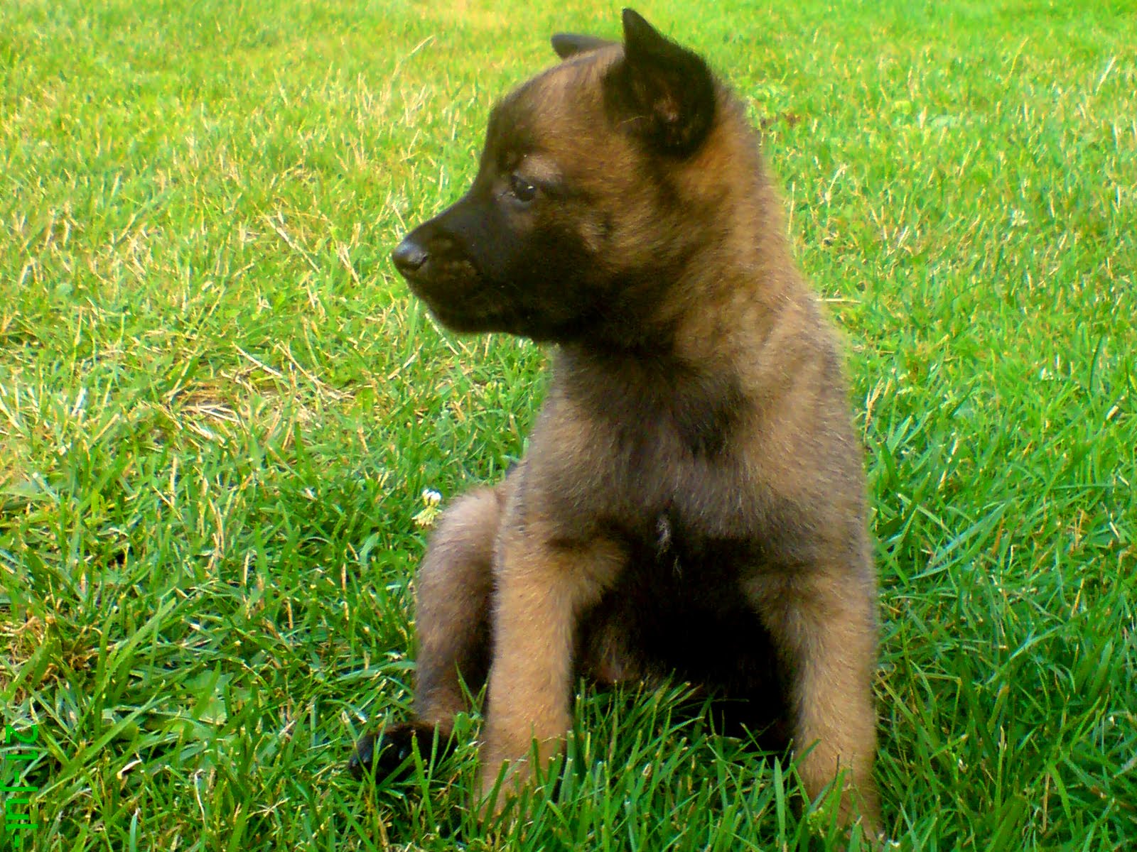 бельгийская овчарка вес