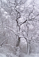 Trees in a Blizzard