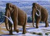 [mammoth.jpg]