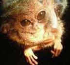 [furby+primate.jpg]