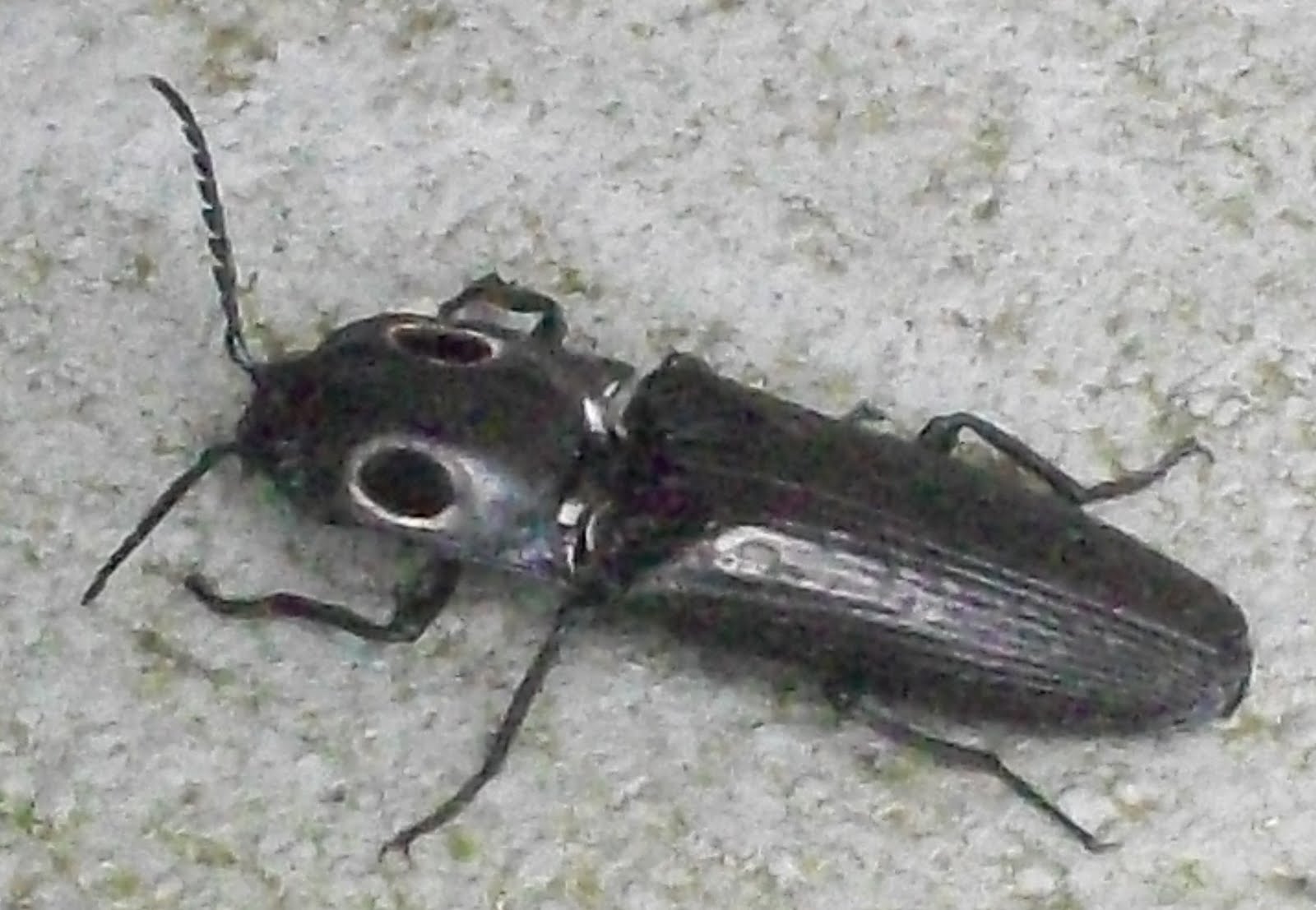 Starship Troopers Bugs