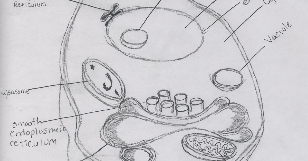 Cell Types and Structure: Animal Cell