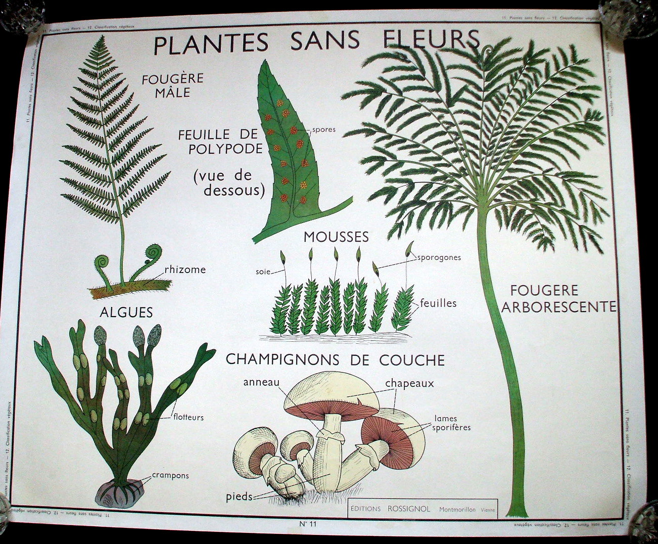 [French+vintage+school+poster+botanical+plant+french+wall+le+trip.JPG]