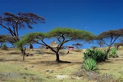 Acacia (shittim in KJV) tree in Ethiopia