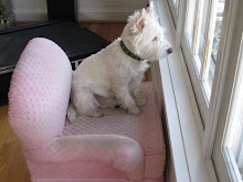 Winston in his pink chair