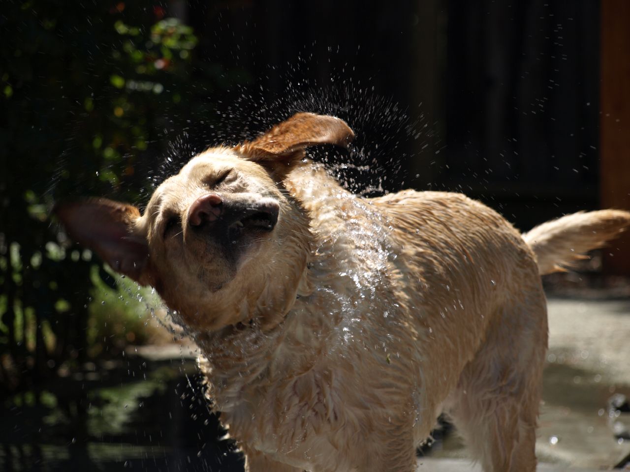 SPAM MUSUBI & RUFIO The Secret of Wet Dogs ShakeDrying Discovered