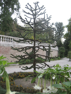 Flores Plantas y Yuyos: junio 2010