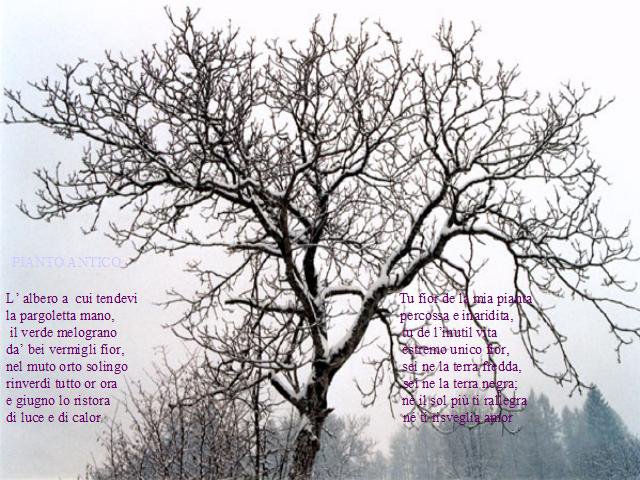 L'albero A Cui Tendevi La Pargoletta Mano Di Chi è fantaculo: POESIA: PIANTO ANTICO
