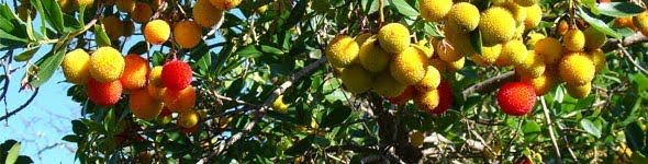 Frutos do "Arbutus unedo", nectar da aguardente de medronho