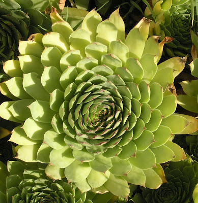 spiraly plant
