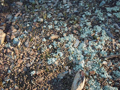 a strangely pretty picture of a rocky patch of ground covered with rabbit droppings