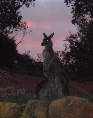 Mum kangaroo and her Joey with sunset sky behind them