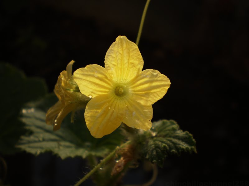 CookingChinchillas Honeydew melon flower