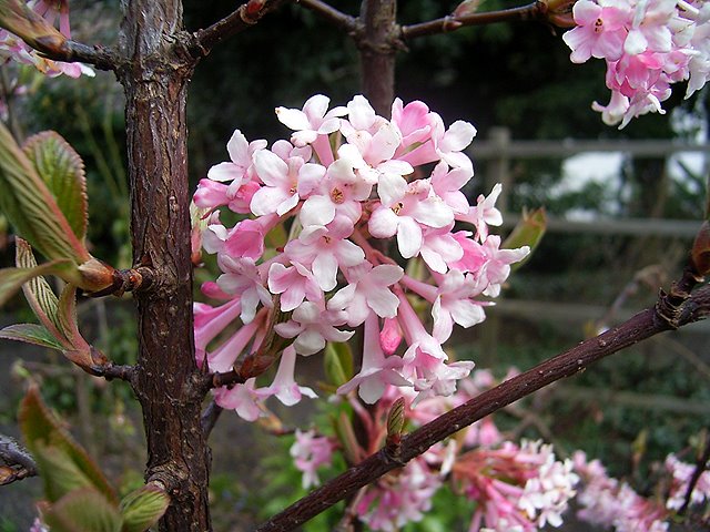 [viburnum_bodnantense_15143.jpg]